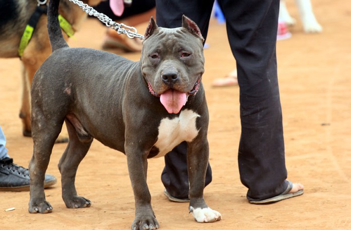 Một chú chó Pit Bull đã được thuần dưỡng ở Hà Nội.